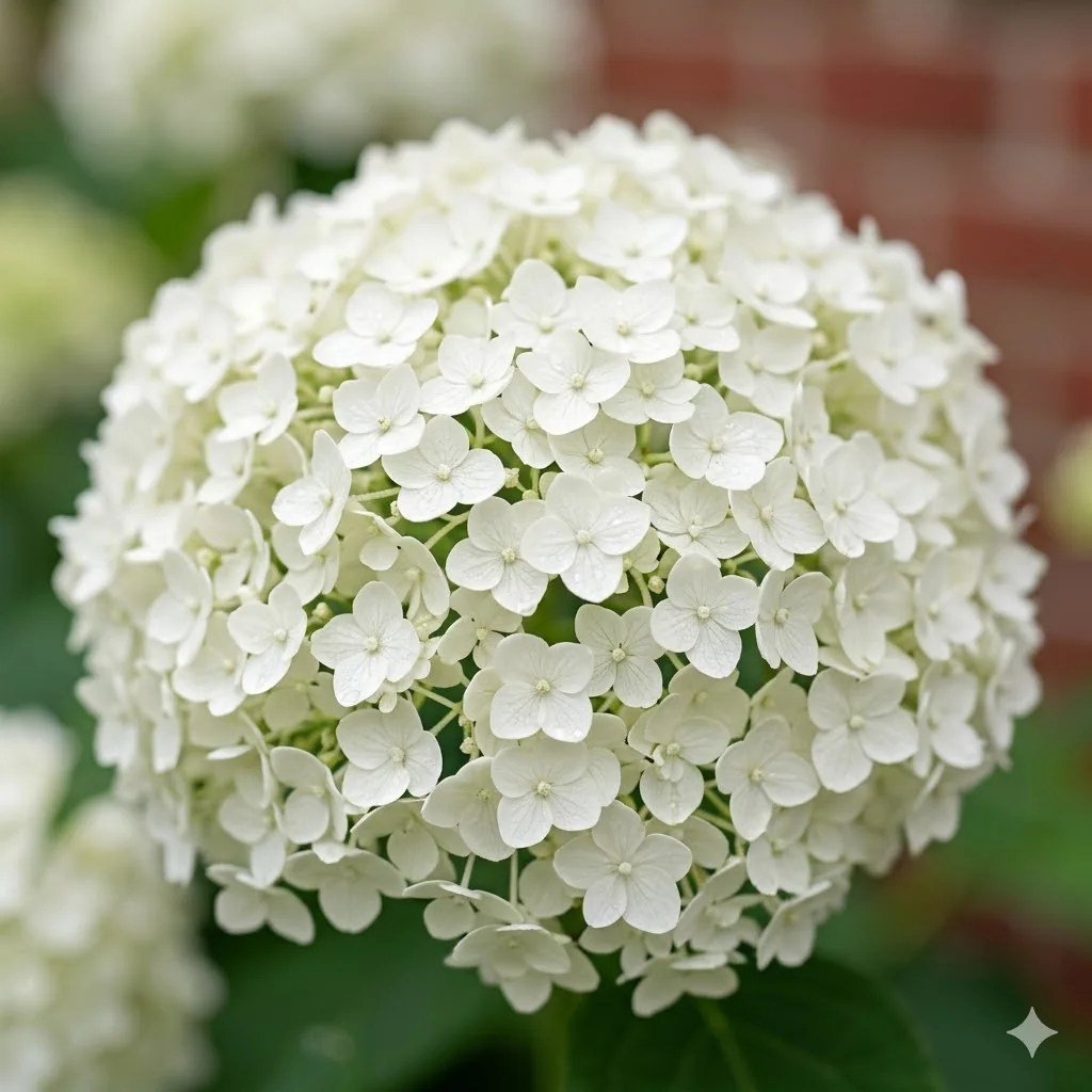 Hortensja krzewiasta 'Annabelle'