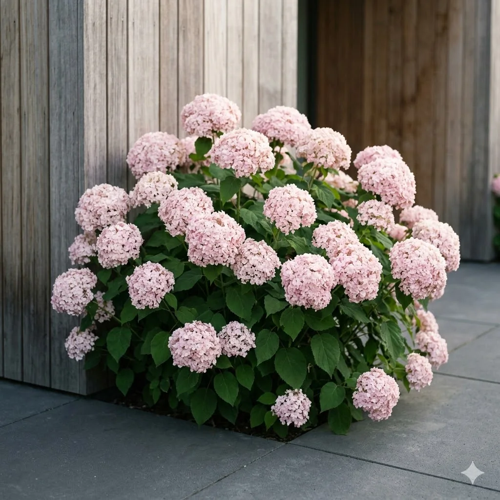 Hortensja krzewiasta 'Candybelle Marshmallow' - zdjęcie 2