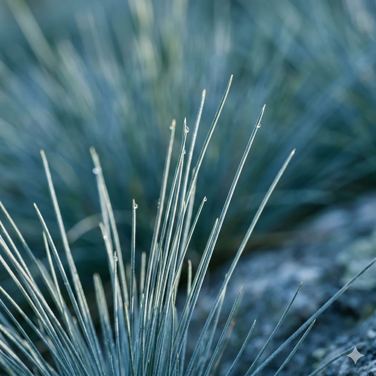 Kostrzewa sina 'Elijah Blue'