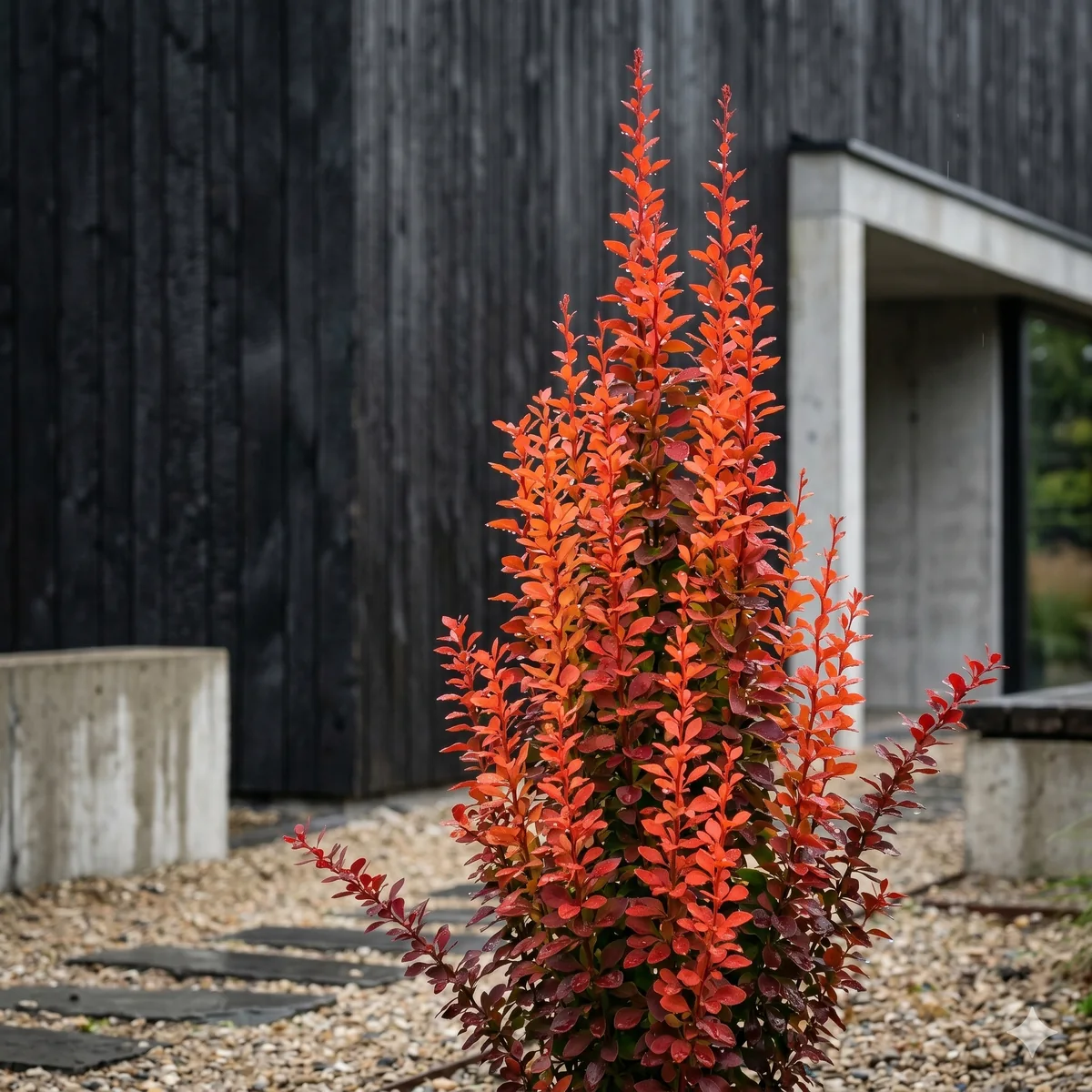 Berberys thunberga 'Orange Rocket' - zdjęcie 2