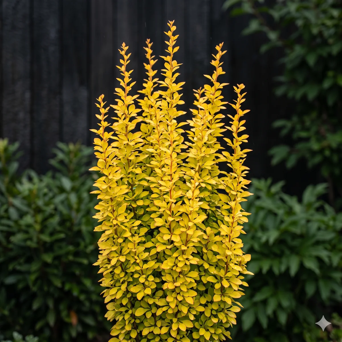 Berberys thunberga 'Maria' - zdjęcie 2
